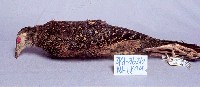 藍腹鷴藏品圖，第3張